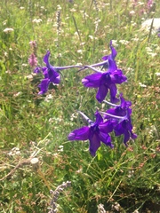 Delphinium