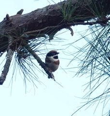 Aegithalos concinnus