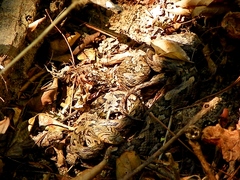 Trimorphodon biscutatus