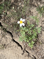Coreocarpus parthenioides parthenioides