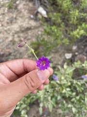 Mirabilis laevis