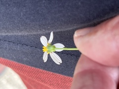 Coreocarpus parthenioides parthenioides