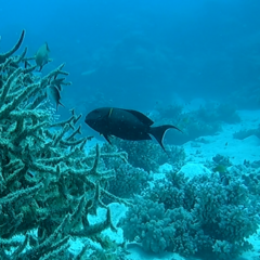 Acanthuridae