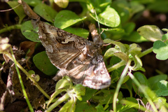 Autographa