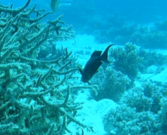 Acanthuridae