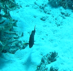 Acanthuridae