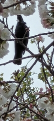 Prosthemadera novaeseelandiae