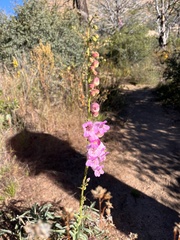 Penstemon palmeri