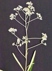 Astrotricha asperifolia