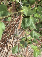 Acalypha californica