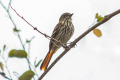 Knipolegus cyanirostris