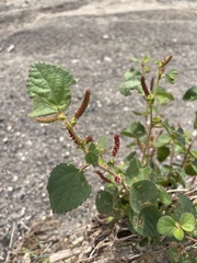 Acalypha californica