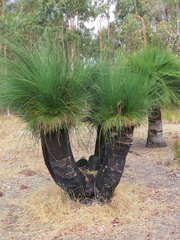 Xanthorrhoea preissii