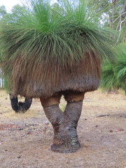 Xanthorrhoea preissii