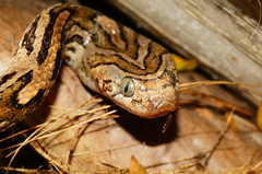 Trimorphodon biscutatus