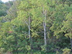 Populus tremuloides