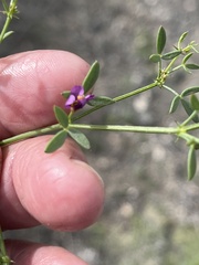 Fagonia laevis