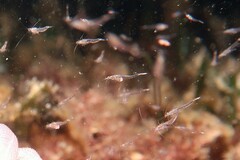 Eumalacostraca