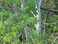 Populus tremuloides