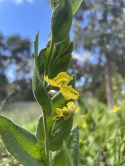 Goodenia amplexans
