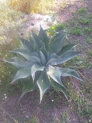 Agave potatorum