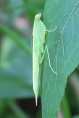 Tropidomantis