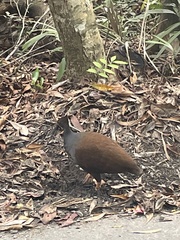 Megapodius reinwardt