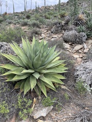 Agave shawii