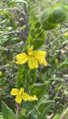 Goodenia amplexans