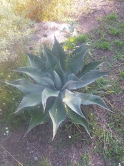 Agave potatorum