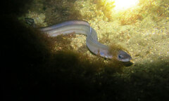 Conger wilsoni