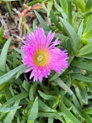 Carpobrotus rossii