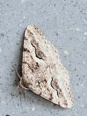 Frederickia s-signata