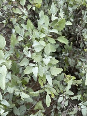 Ambrosia chenopodiifolia