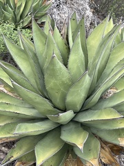 Agave shawii