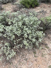 Ambrosia chenopodiifolia