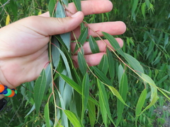 Salix amygdaloides