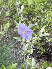 Solanum hindsianum
