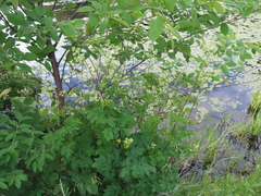 Thalictrum dasycarpum