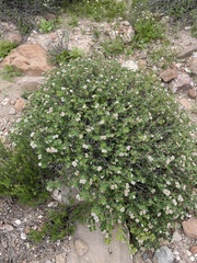 Euphorbia tomentulosa