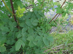 Thalictrum dasycarpum
