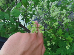 Thalictrum dasycarpum