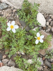 Coreocarpus parthenioides parthenioides
