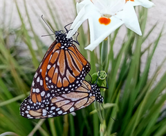 Danaus erippus