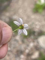 Coreocarpus parthenioides parthenioides