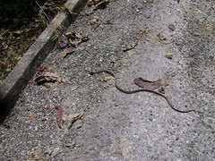 Trimorphodon biscutatus