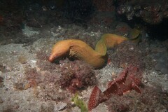 Gymnothorax prasinus