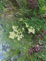 Thalictrum dasycarpum
