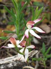 Caladenia cucullata