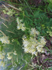 Thalictrum dasycarpum